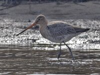 Limosa limosa 56, Grutto, Saxifraga-Ab H Baas