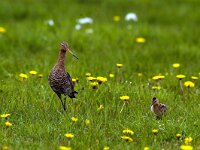 Limosa limosa 58, Grutto, Saxifraga-Piet Munsterman