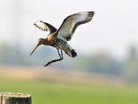 Limosa limosa 61, Grutto, Saxifraga-Piet Munsterman