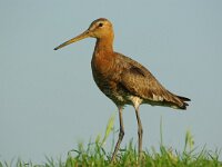 Limosa limosa 66, Grutto, Saxifraga-Rik Kruit
