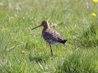 Limosa limosa 71, Grutto, Saxifraga-Peter Meininger