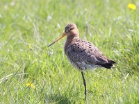 Limosa limosa 73, Grutto, Saxifraga-Peter Meininger