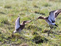 Limosa limosa 74, Grutto, Saxifraga-Piet Munsterman