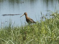 Limosa limosa 75, Grutto, Saxifraga-Willem van Kruijsbergen