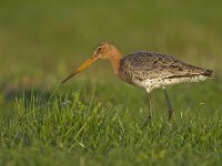 Limosa limosa 77, Grutto, Saxifraga-Rik Kruit