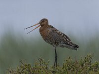 Limosa limosa 79, Grutto, Saxifraga-Peter Stein