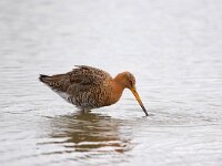 Limosa limosa 81, Grutto, Saxifraga-Bart Vastenhouw