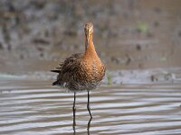 Limosa limosa 86, Grutto, Saxifraga-Bart Vastenhouw