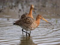 Limosa limosa 87, Grutto, Saxifraga-Bart Vastenhouw