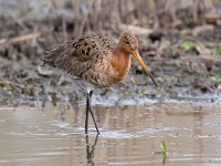 Limosa limosa 88, Grutto, Saxifraga-Bart Vastenhouw