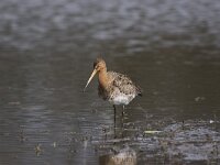 Limosa limosa 89, Grutto, Saxifraga-Bart Vastenhouw