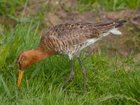 Limosa limosa 9, Grutto, Saxifraga-Jan Nijendijk