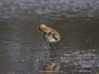 Limosa limosa 90, Grutto, Saxifraga-Bart Vastenhouw