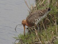 Limosa limosa 94, Grutto, Saxifraga-Jan Nijendijk