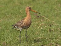 Limosa limosa 97, Grutto, Saxifraga-Jan Nijendijk