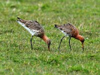 Limosa limosa ssp. islandica 28, IJslandse grutto, Saxifraga-Piet Munsterman