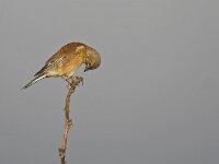 Linaria cannabina 7, Kneu, Saxifraga-Rik Kruit