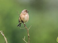 Linaria cannabina 86, Kneu, adult, female, Saxifraga-Theo Verstrael