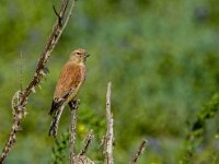 Linaria cannabina 88, Kneu, adult, male, Saxifraga-Theo Verstrael