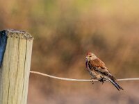 Linaria cannabina 89, Kneu, adult, male, Saxifraga-Theo Verstrael
