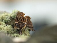 Linaria flavirostris 17, Frater, Saxifraga-Mark Zekhuis