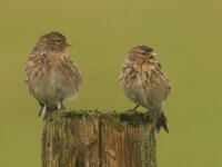 Linaria flavirostris 18, Frater, Saxifraga-Mark Zekhuis