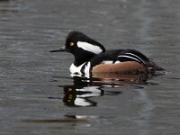 Lophodytes cucullatus 3, Kokardezaagbek, Saxifraga-Luc Hoogenstein