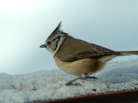 Lophophanes cristatus 1, Kuifmees, Saxifraga-Jan van der Straaten