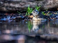 Lophophanes cristatus 80, Kuifmees, adult, Saxifraga-Theo Verstrael