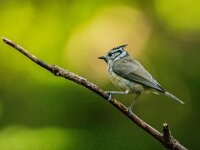 Lophophanes cristatus 89, Kuifmees, adult, Saxifraga-Theo Verstrael