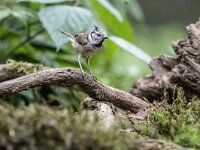 Lophophanes cristatus 92, Kuifmees, adult, Saxifraga-Theo Verstrael