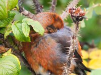 Loxia curvirostra 14, Kruisbek, Saxifraga-Bart Vastenhouw