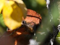 Loxia curvirostra 15, Kruisbek, Saxifraga-Bart Vastenhouw