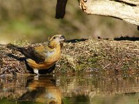 Loxia curvirostra 17, Kruisbek, Saxifraga-Theo Verstrael