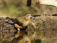 Loxia curvirostra 18, Kruisbek, Saxifraga-Theo Verstrael