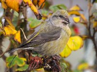 Loxia curvirostra 3, Kruisbek, Saxifraga-Bart Vastenhouw