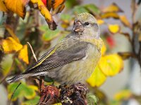 Loxia curvirostra 6, Kruisbek, Saxifraga-Bart Vastenhouw