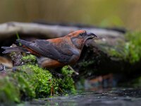Loxia curvirostra 60, Kruisbek, Saxifraga-Luc Hoogenstein : Kalmthoutse hei, Nederland, vogel