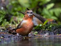 Loxia curvirostra 62, Kruisbek, Saxifraga-Luc Hoogenstein : Kalmthoutse hei, Nederland, vogel