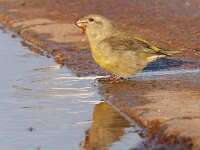Loxia pytyopsittacus 3, Grote kruisbek, Saxifraga-Mark Zekhuis