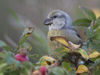 Loxia pytyopsittacus 4, Grote kruisbek, Saxifraga-Mark Zekhuis