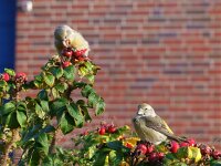 Loxia pytyopsittacus 7, Grote kruisbek, Saxifraga-Mark Zekhuis