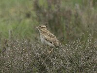 Lullula arborea 2, Boomleeuwerik, Saxifraga-Kees van Berkel : Blue Elephant