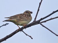 Lullula arborea 3, Boomleeuwerik, Saxifraga-Tom Heijnen