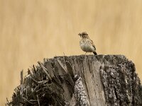 Lullula arborea 4, Boomleeuwerik, adult, Saxifraga-Theo Verstrael
