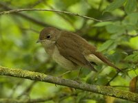 Luscinia megarhynchos 4, Nachtegaal, Saxifraga-Jan van der Straaten