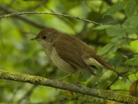 Luscinia megarhynchos 5, Nachtegaal, Saxifraga-Jan van der Straaten