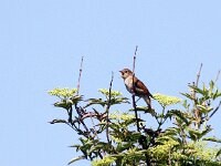 Luscinia megarhynchos 7, Nachtegaal, Saxifraga-Bart Vastenhouw