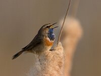 Blauwborst; Bluethroat; Luscinia svecica : Blauwborst, Bluethroat, Luscinia svecica, Utrecht, lente, lijster, lijsterachtige, lisdodde, moerasvogel, reed, riet, singing bird, spring, swamp, trush, zangvogel