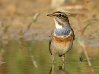 Luscinia svecica 11, Blauwborst, Saxifraga-Iztok Skornik